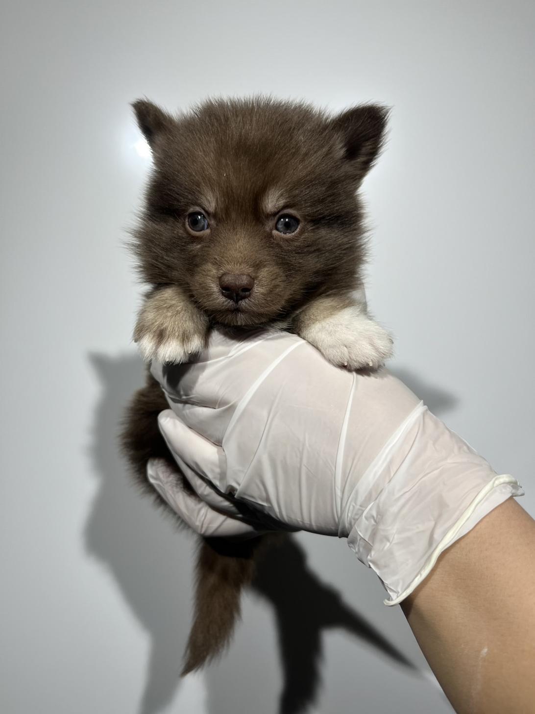 埼玉県のポンスキー(ポメラニアン×シベリアンハスキー) (ペッツスマイル加須インター店/2025年11月30日生まれ/女の子/チョコレートクリームホワイト)の子犬の3枚目の画像