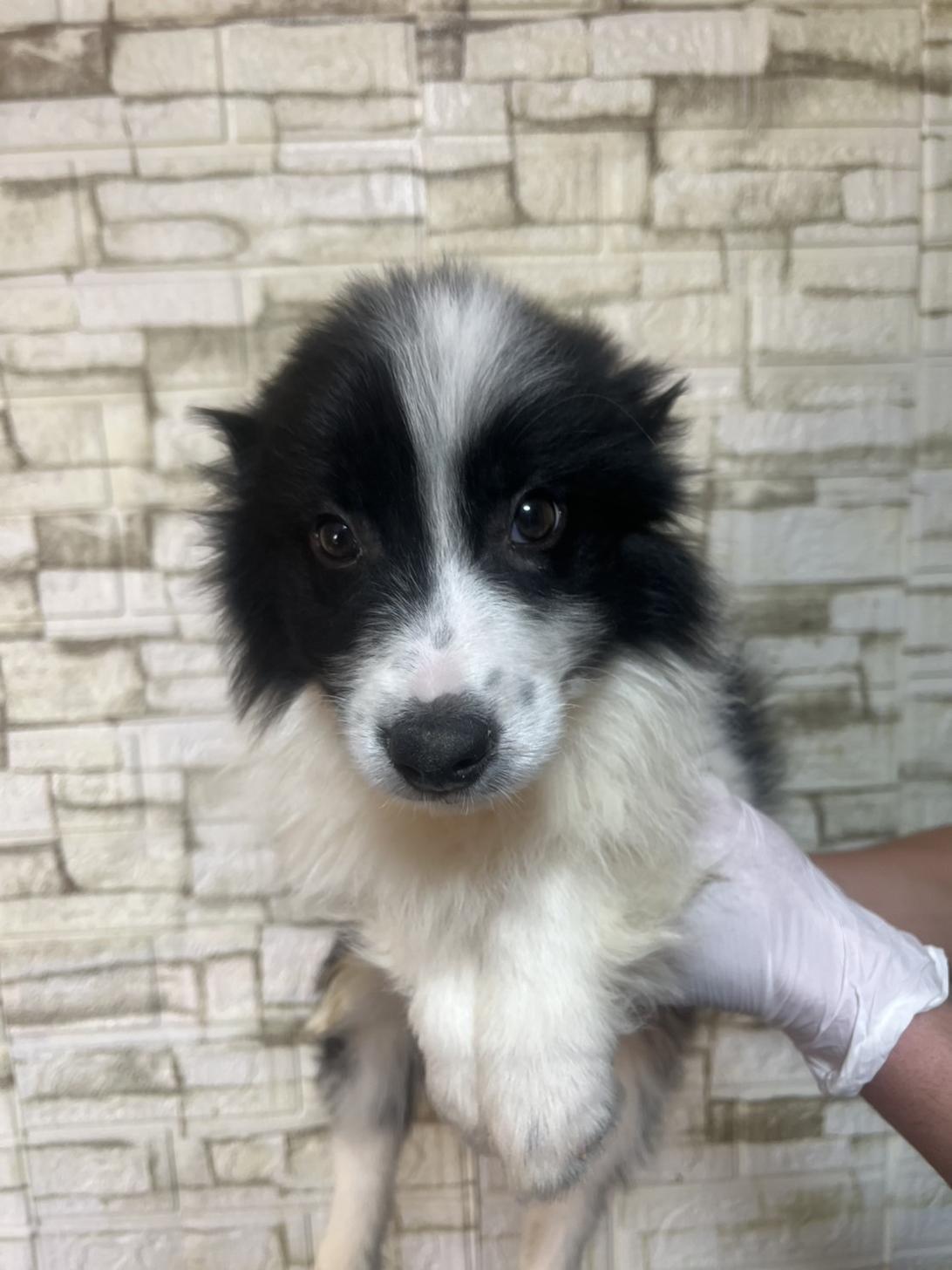 埼玉県のボーダーコリー (ペッツスマイル加須インター店/2025年11月20日生まれ/男の子/ブラックホワイト)の子犬の1枚目の画像