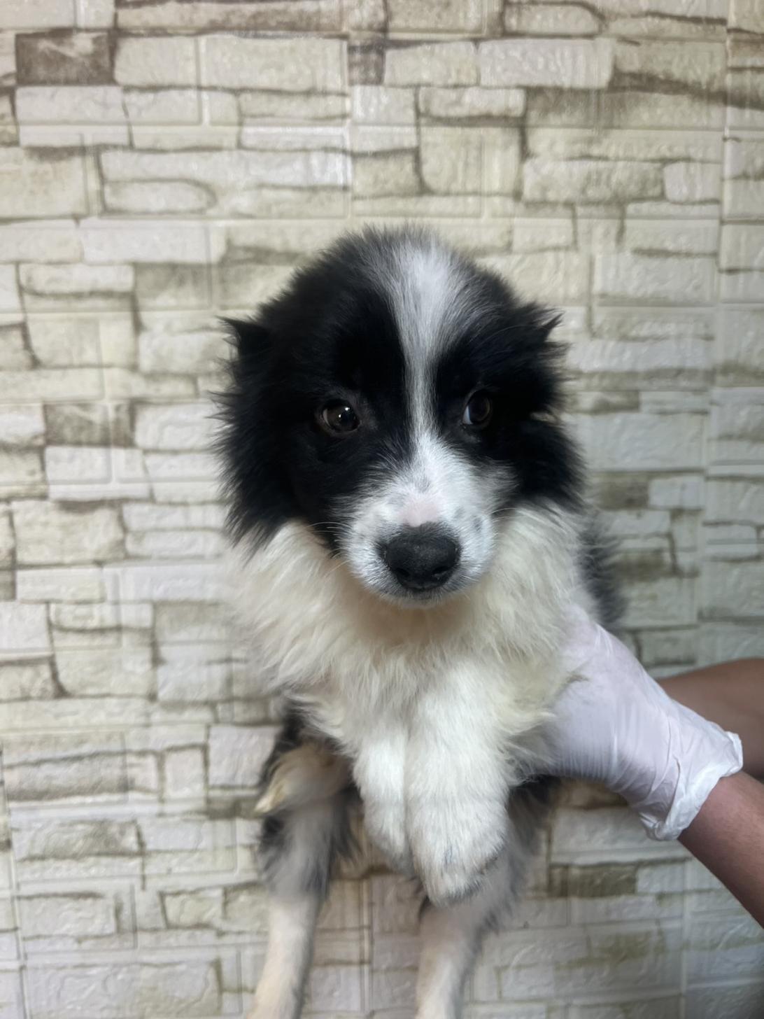 埼玉県のボーダーコリー (ペッツスマイル加須インター店/2025年11月20日生まれ/男の子/ブラックホワイト)の子犬の2枚目の画像