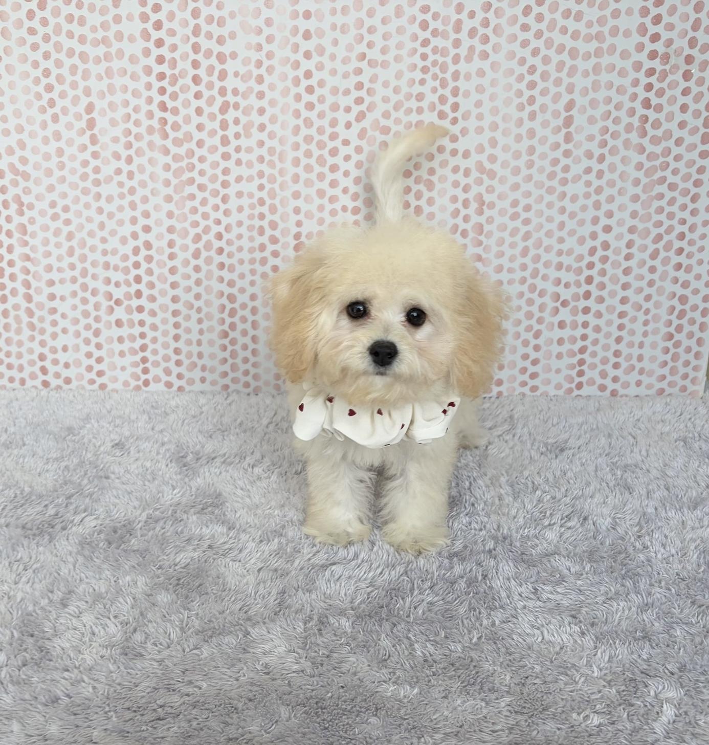 福岡県のビションプー(ビションフリーゼ×プードル) (ぱぴぷぺっと福岡店/2025年7月10日生まれ/女の子/クリーム)の子犬の1枚目の画像