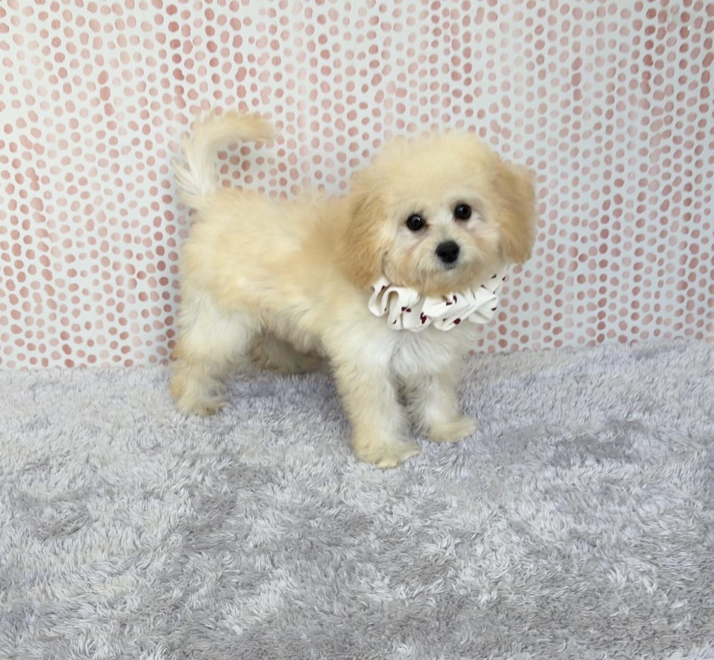 福岡県のビションプー(ビションフリーゼ×プードル) (ぱぴぷぺっと福岡店/2025年7月10日生まれ/女の子/クリーム)の子犬の2枚目の画像