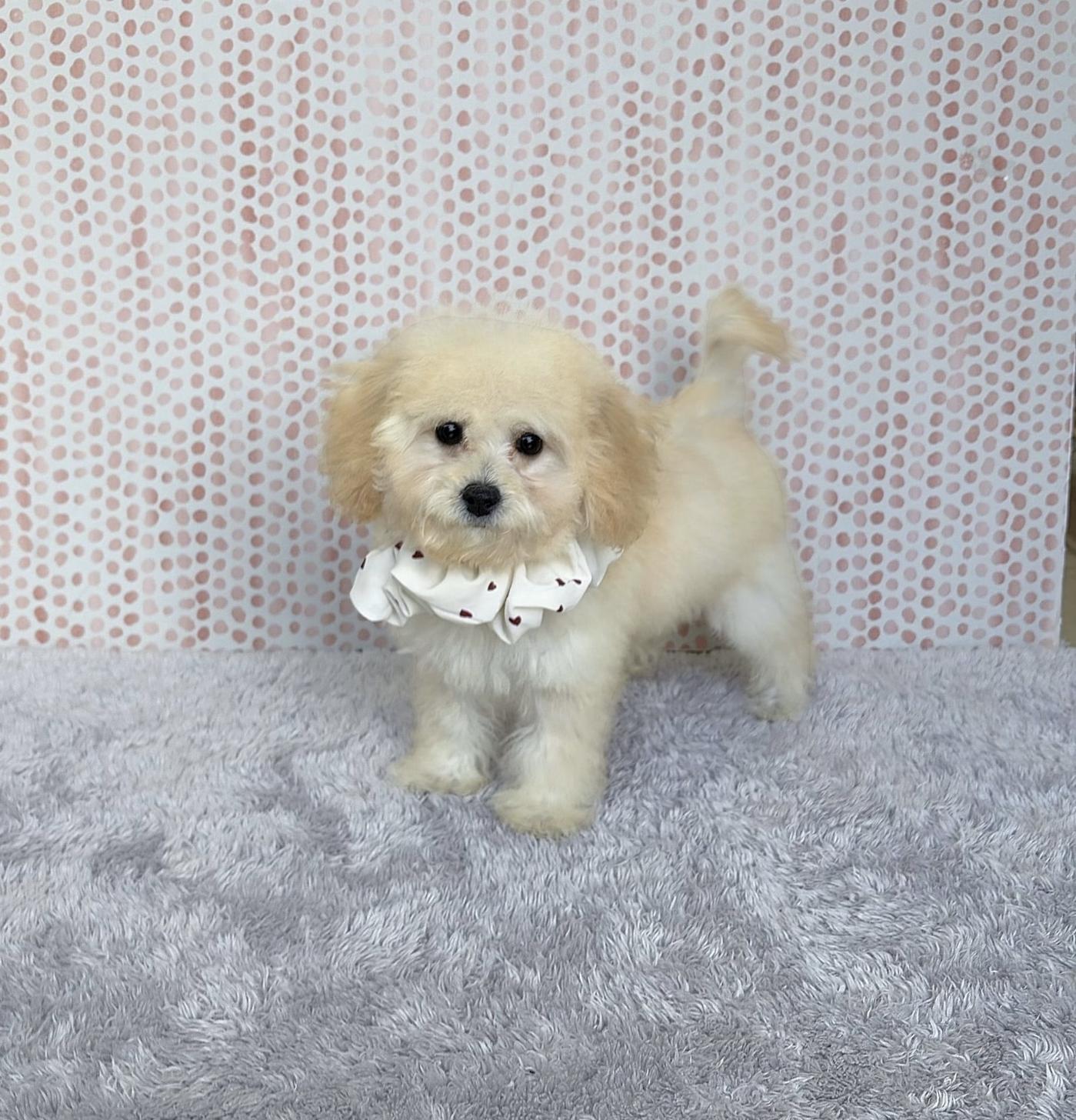 福岡県のビションプー(ビションフリーゼ×プードル) (ぱぴぷぺっと福岡店/2025年7月10日生まれ/女の子/クリーム)の子犬の3枚目の画像