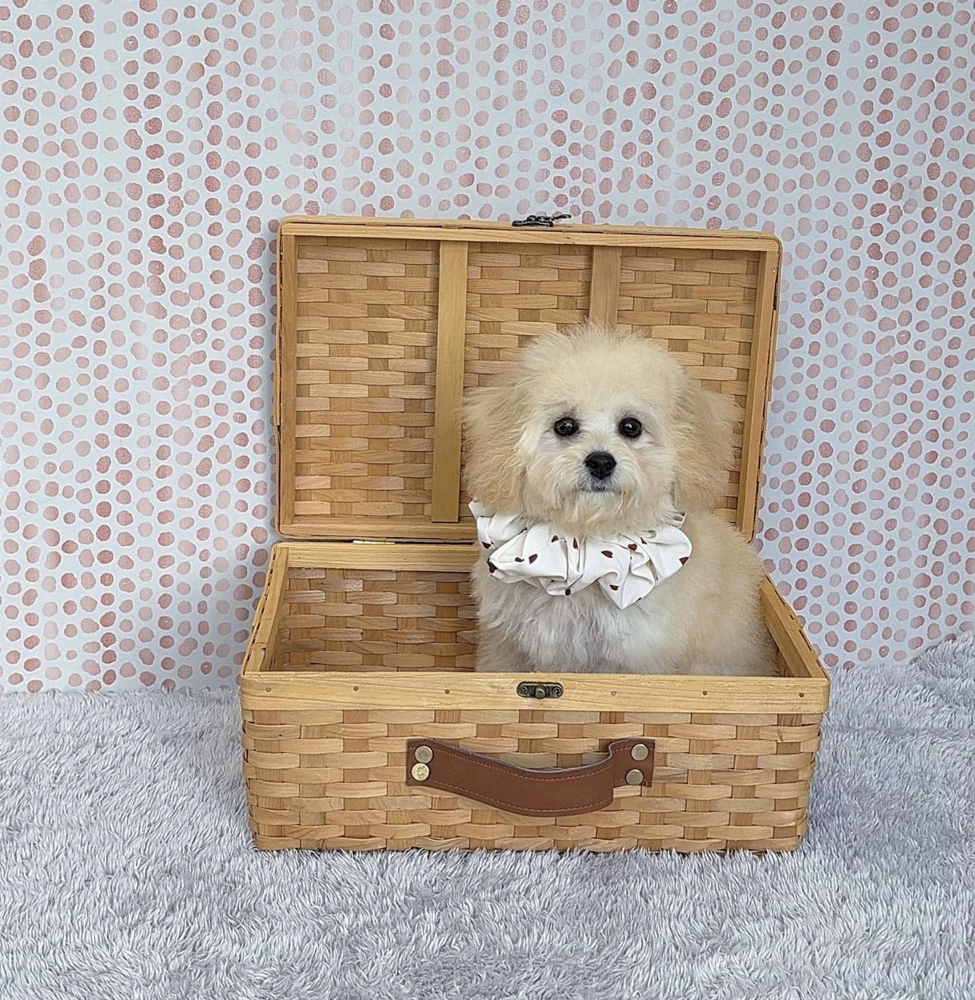 福岡県のビションプー(ビションフリーゼ×プードル) (ぱぴぷぺっと福岡店/2025年7月10日生まれ/女の子/クリーム)の子犬の4枚目の画像