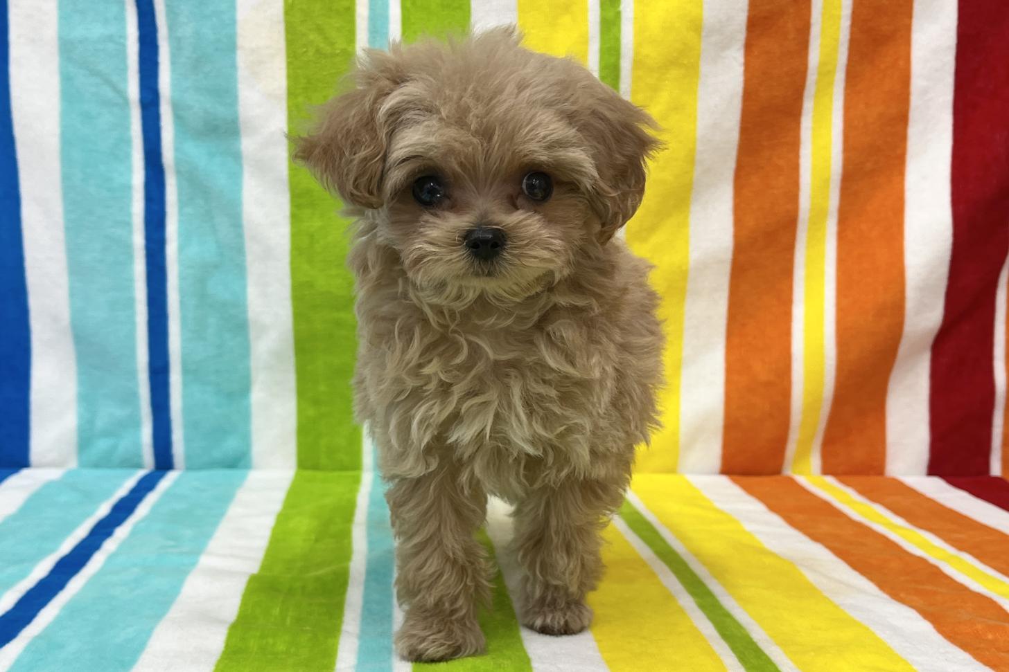 愛知県のマルプー(マルチーズ×プードル) (ハピースペット一宮三条アミーゴ店/2025年9月17日生まれ/女の子/その他色)の子犬の1枚目の画像