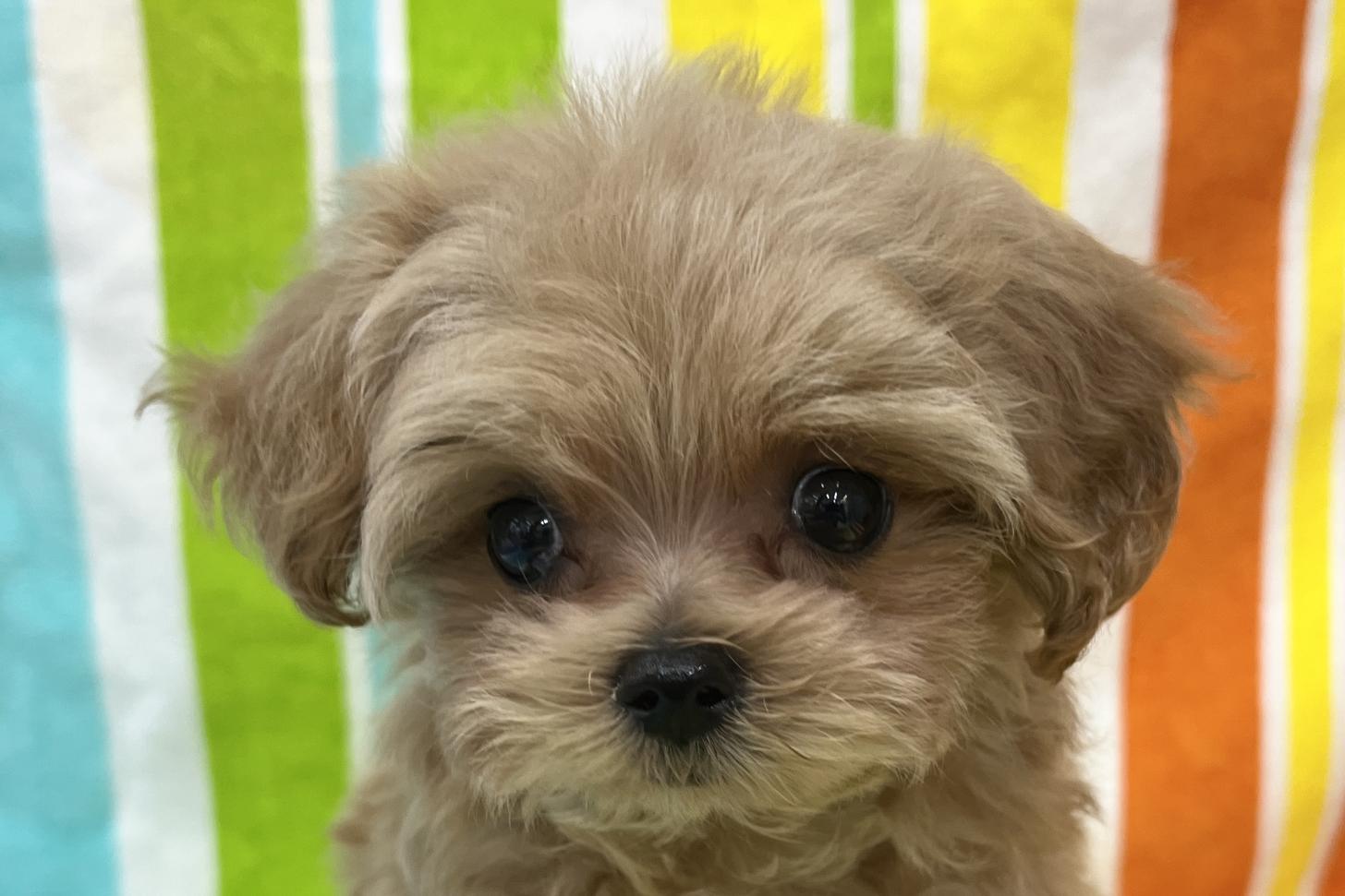 愛知県のマルプー(マルチーズ×プードル) (ハピースペット一宮三条アミーゴ店/2025年9月17日生まれ/女の子/その他色)の子犬の2枚目の画像