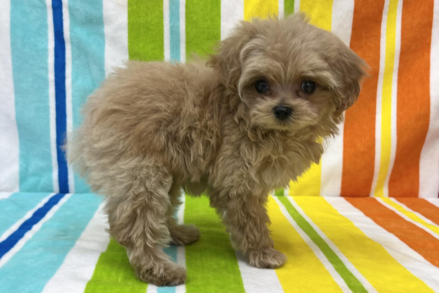 愛知県のマルプー(マルチーズ×プードル) (ハピースペット一宮三条アミーゴ店/2025年9月17日生まれ/女の子/その他色)の子犬の4枚目の画像