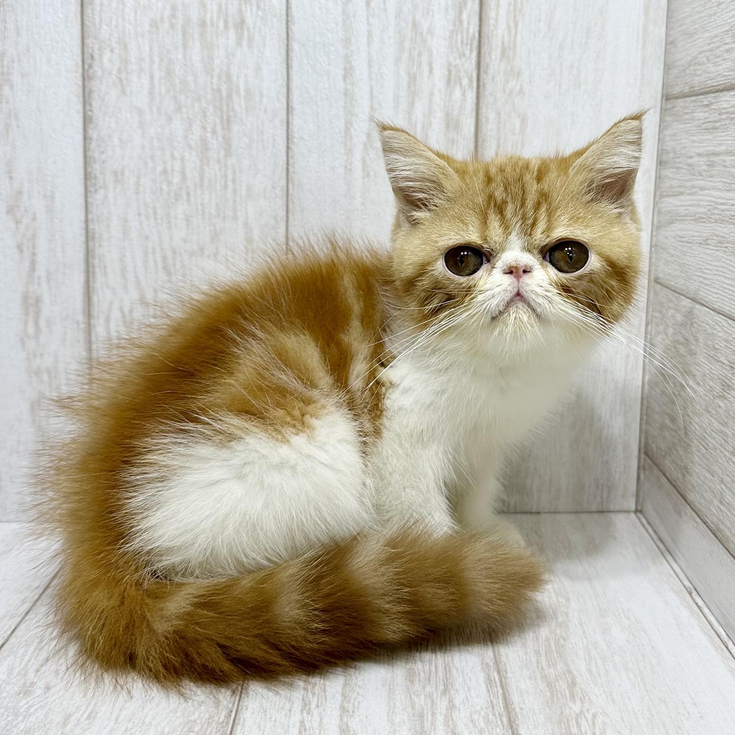 埼玉県のエキゾチックショートヘアー (ペピカファミリー大宮宮原店/2025年8月16日生まれ/女の子/レッドタビーホワイト)の子猫の2枚目の画像