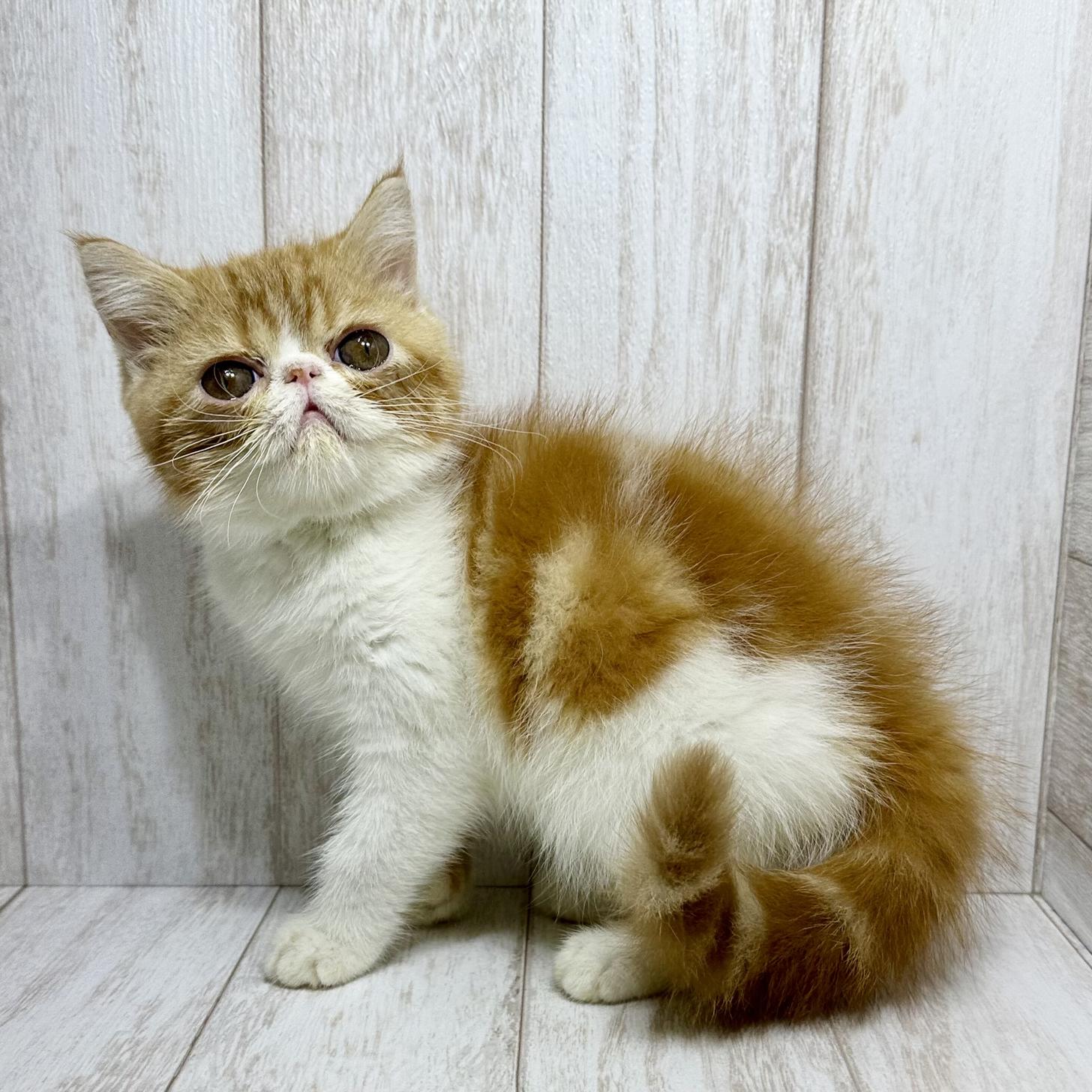 埼玉県のエキゾチックショートヘアー (ペピカファミリー大宮宮原店/2025年8月16日生まれ/女の子/レッドタビーホワイト)の子猫の3枚目の画像