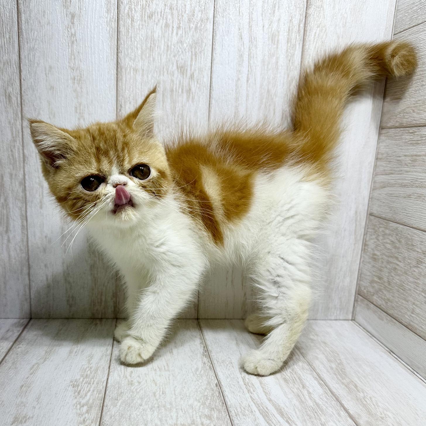 埼玉県のエキゾチックショートヘアー (ペピカファミリー大宮宮原店/2025年8月16日生まれ/女の子/レッドタビーホワイト)の子猫の4枚目の画像