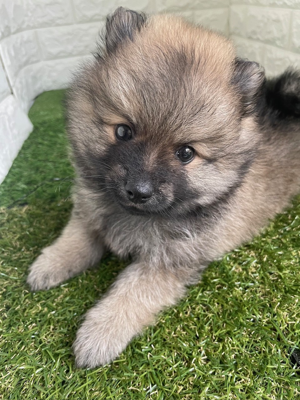 東京都のポメラニアン (ペットショップcoco東京港区店/2025年9月8日生まれ/男の子/オレンジセーブル)の子犬