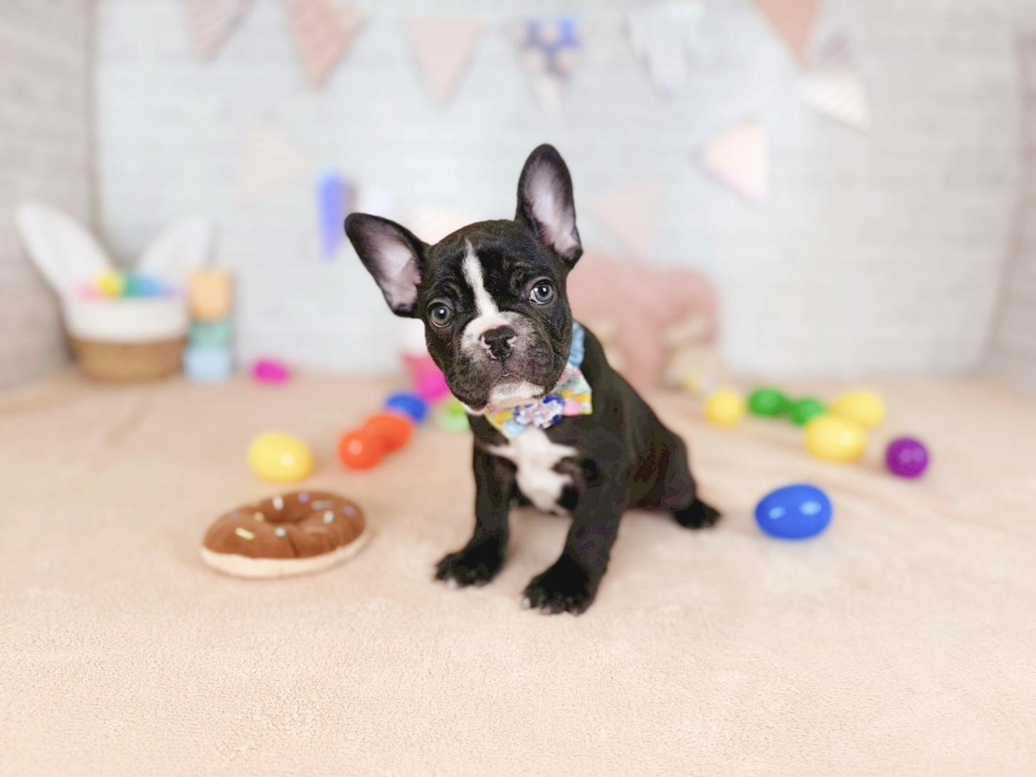 北海道のフレンチブルドッグ (ペットショップだんぼ/2025年12月18日生まれ/男の子/ブリンドルホワイト)の子犬の1枚目の画像