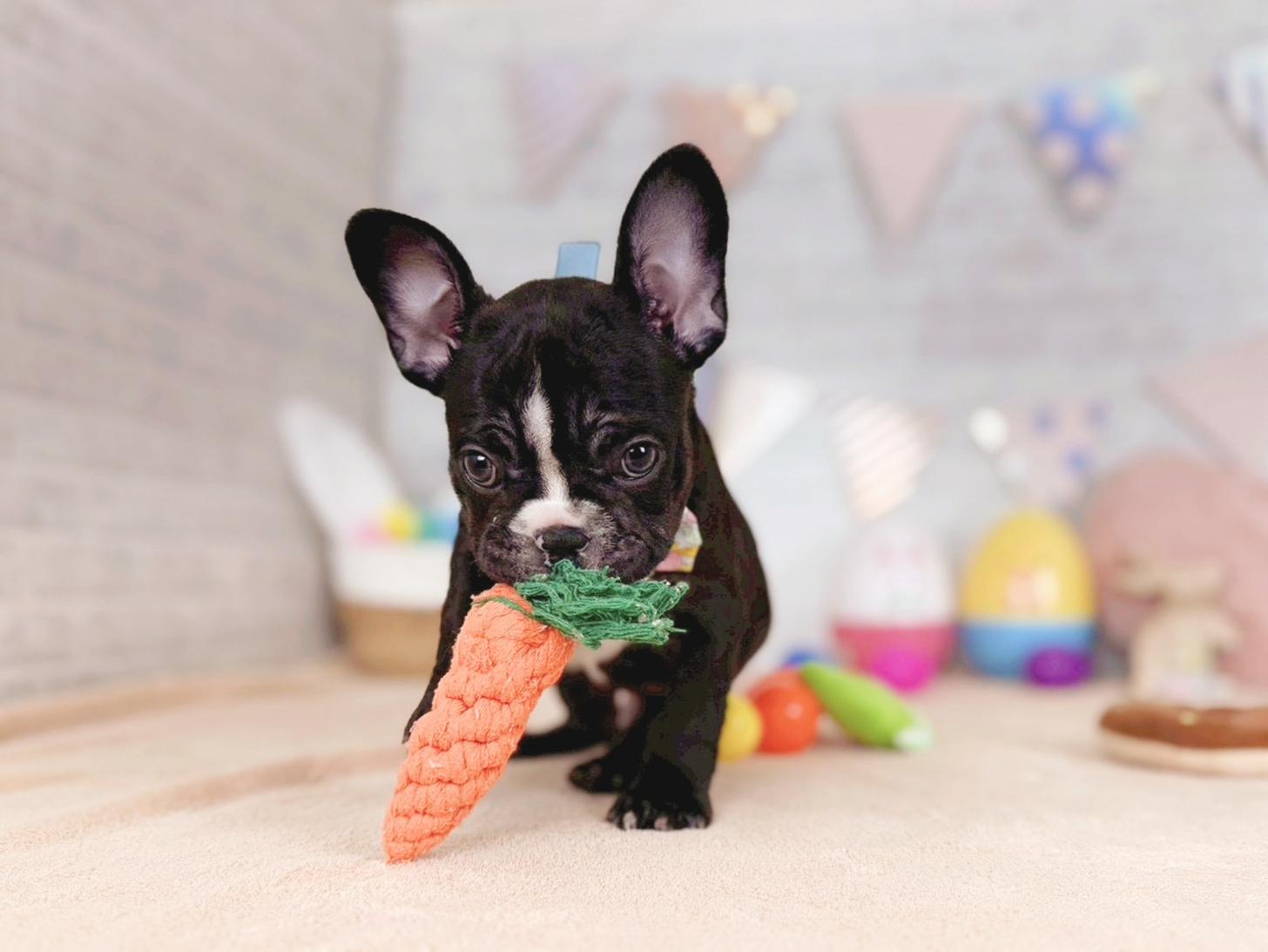 北海道のフレンチブルドッグ (ペットショップだんぼ/2025年12月18日生まれ/男の子/ブリンドルホワイト)の子犬の2枚目の画像