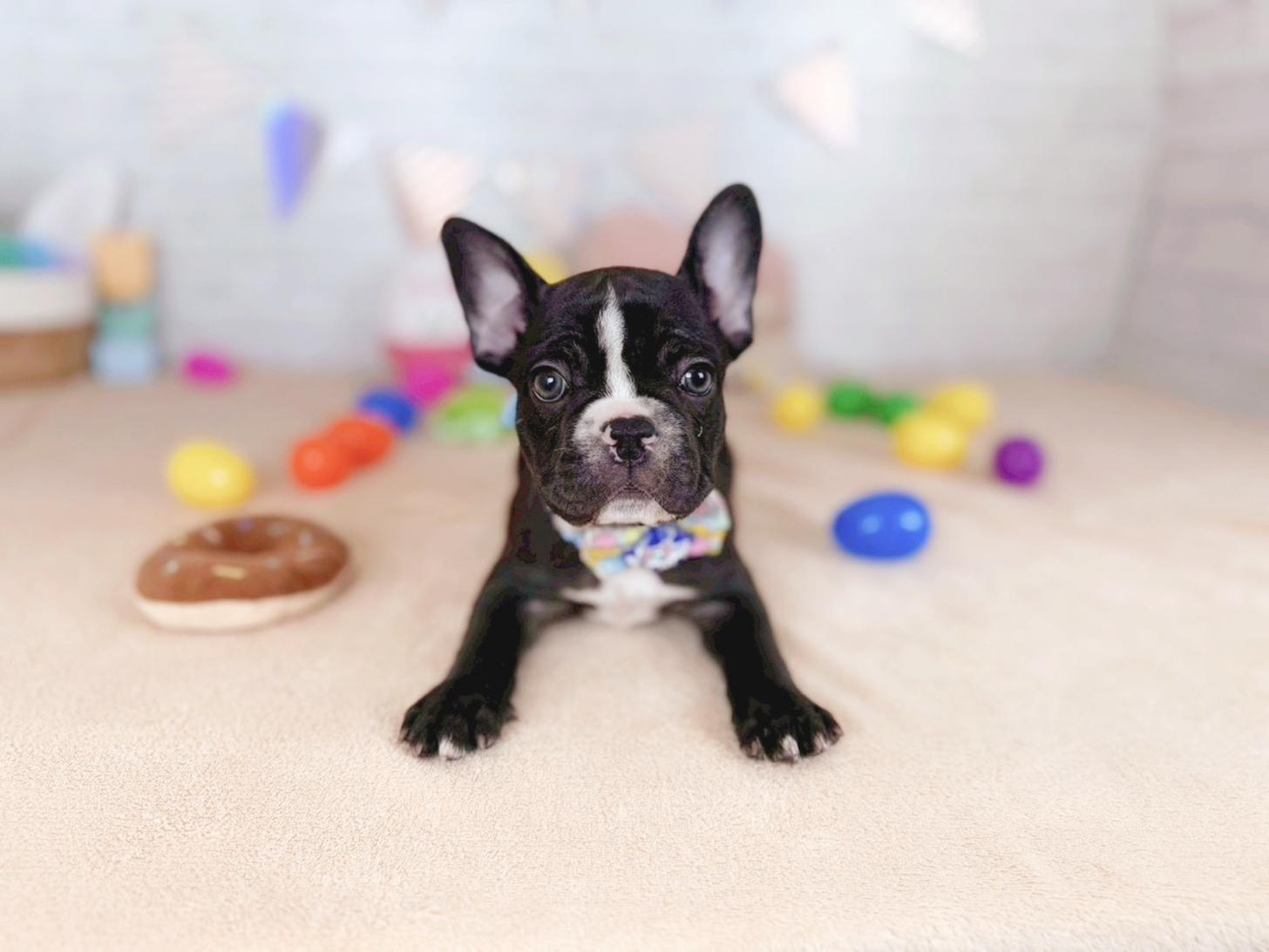 北海道のフレンチブルドッグ (ペットショップだんぼ/2025年12月18日生まれ/男の子/ブリンドルホワイト)の子犬の3枚目の画像