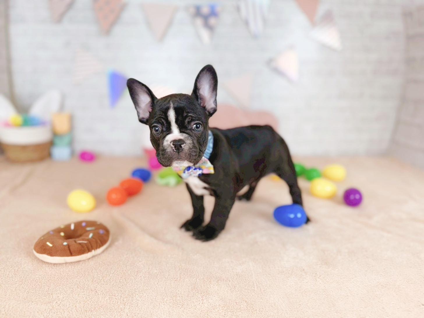 北海道のフレンチブルドッグ (ペットショップだんぼ/2025年12月18日生まれ/男の子/ブリンドルホワイト)の子犬の4枚目の画像