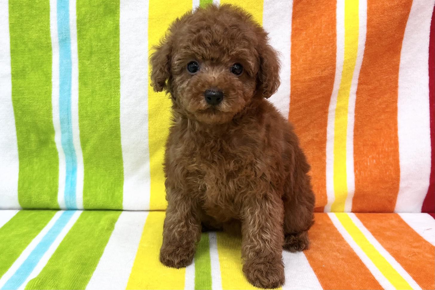 愛知県のトイプードル(タイニー) (ハピースペット一宮三条アミーゴ店/2026年2月25日生まれ/女の子/レッド)の子犬の1枚目の画像