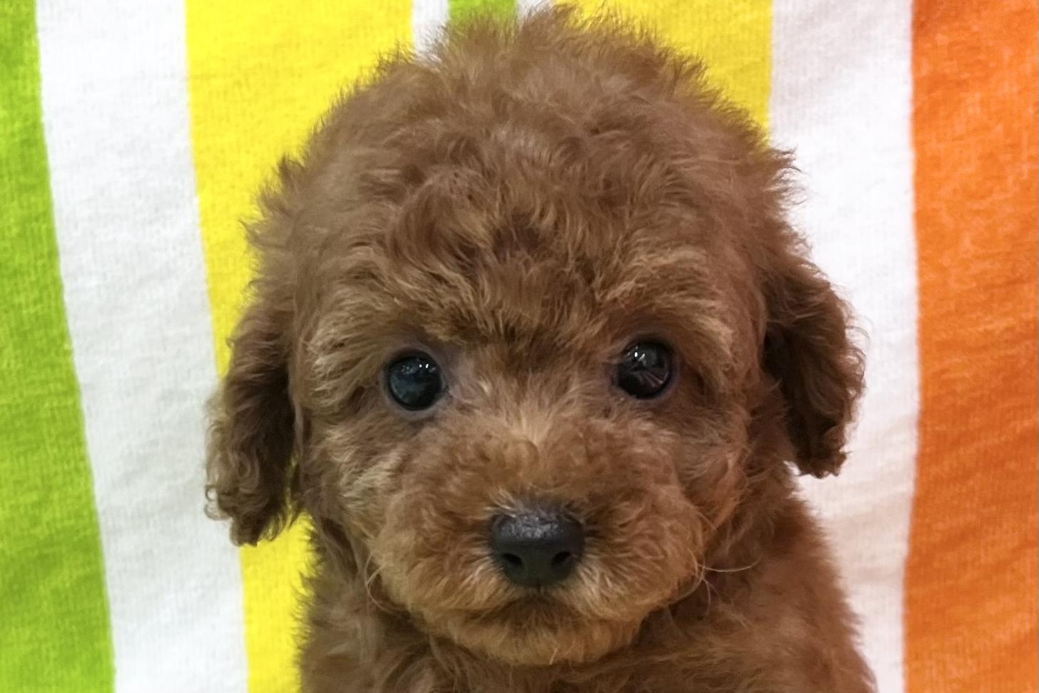 愛知県のトイプードル(タイニー) (ハピースペット一宮三条アミーゴ店/2026年2月25日生まれ/女の子/レッド)の子犬の2枚目の画像