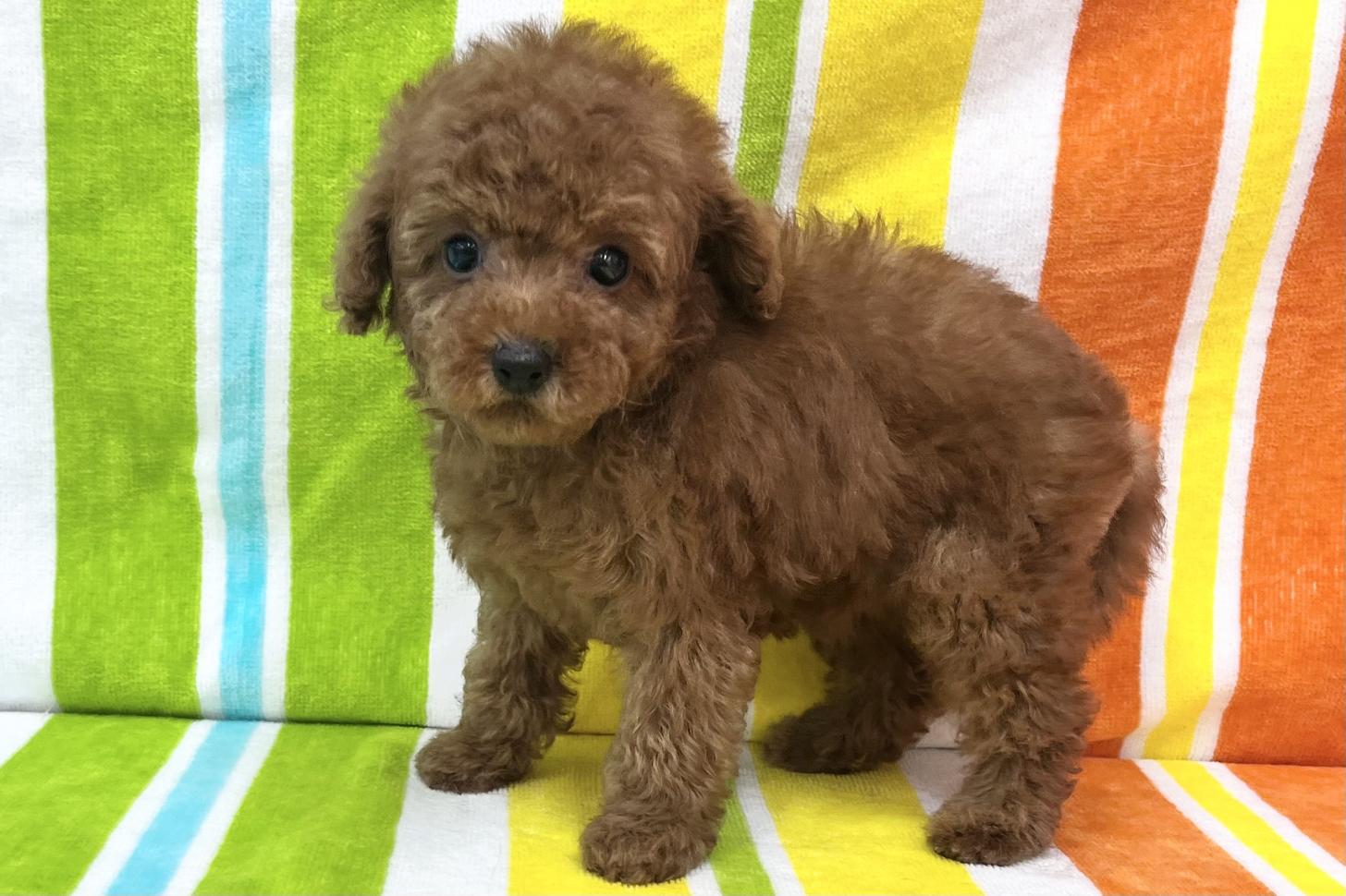 愛知県のトイプードル(タイニー) (ハピースペット一宮三条アミーゴ店/2026年2月25日生まれ/女の子/レッド)の子犬の3枚目の画像