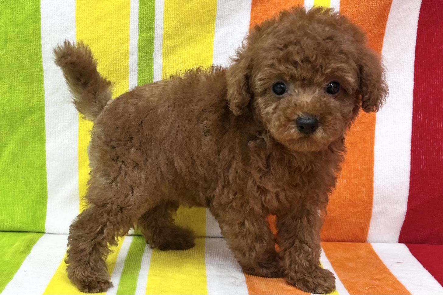 愛知県のトイプードル(タイニー) (ハピースペット一宮三条アミーゴ店/2026年2月25日生まれ/女の子/レッド)の子犬の4枚目の画像