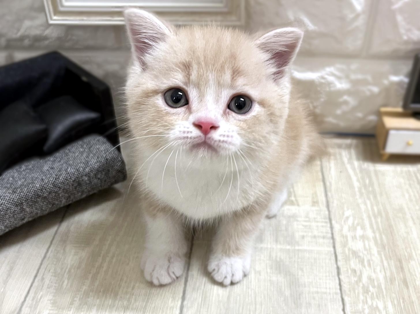 和歌山県のスコティッシュフォールド (DOGMAN和歌山中之島店/2025年12月29日生まれ/男の子/クリームタビー)の子猫の1枚目の画像
