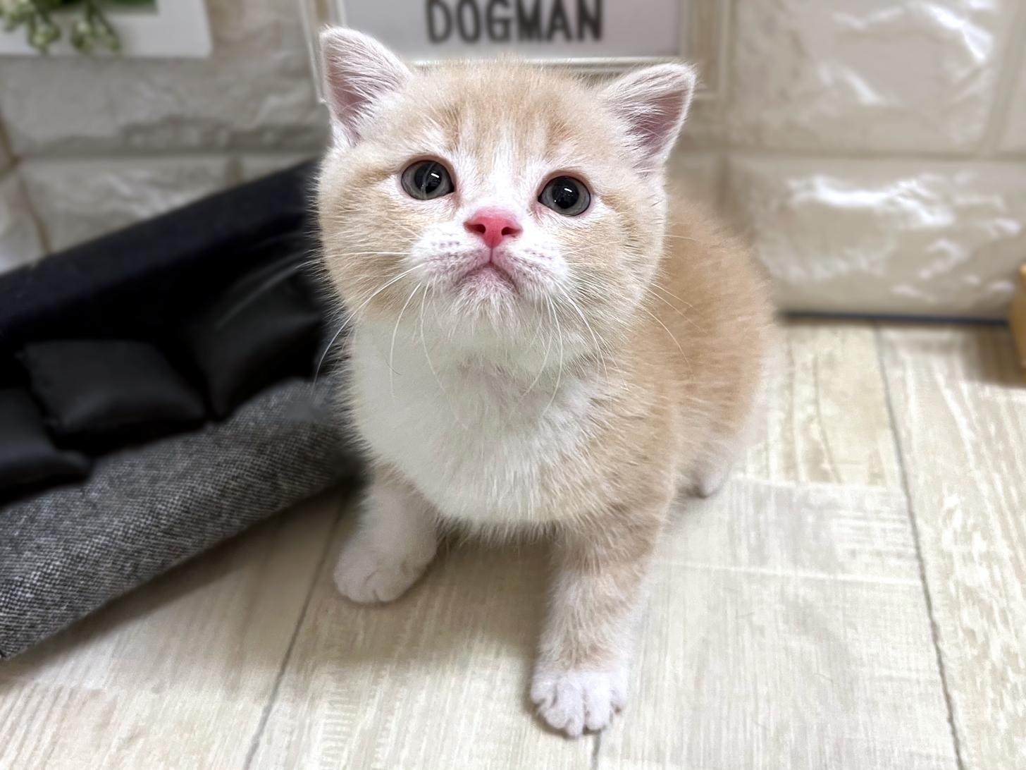 和歌山県のスコティッシュフォールド (DOGMAN和歌山中之島店/2025年12月29日生まれ/男の子/クリームタビー)の子猫の2枚目の画像