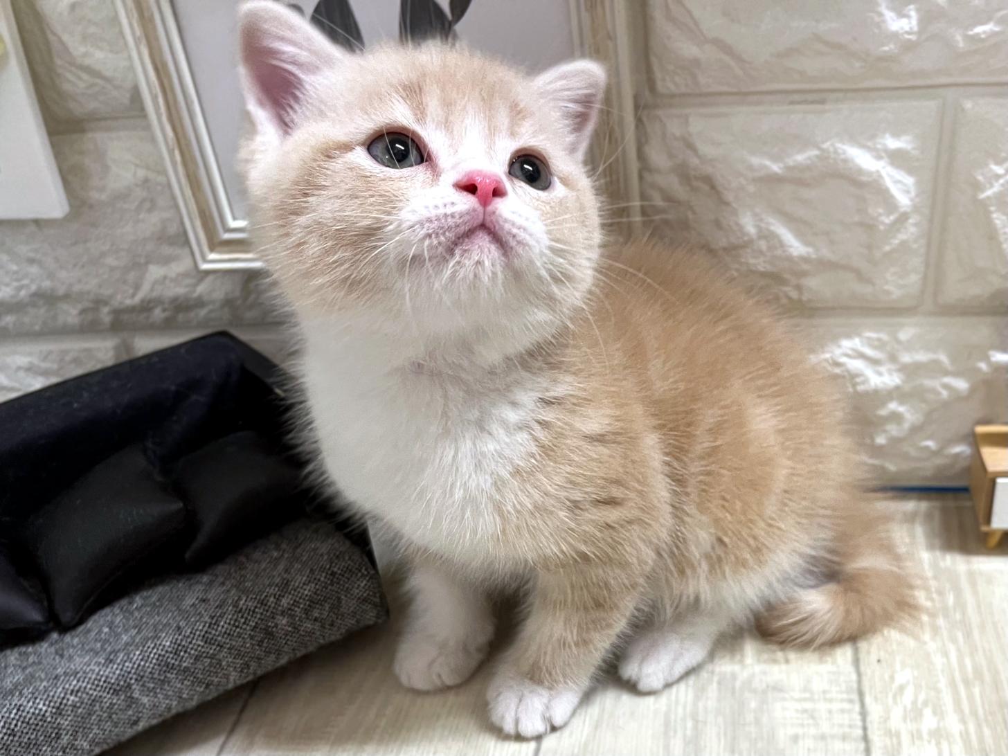 和歌山県のスコティッシュフォールド (DOGMAN和歌山中之島店/2025年12月29日生まれ/男の子/クリームタビー)の子猫の3枚目の画像