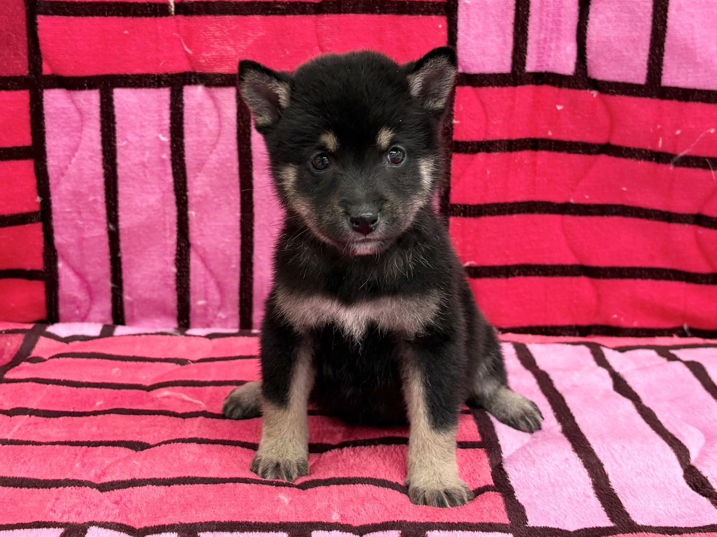 愛知県の豆柴 (ハピースペット春日井アミーゴ店/2025年9月14日生まれ/女の子/黒)の子犬の1枚目の画像