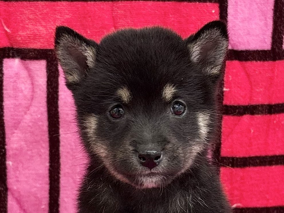 愛知県の豆柴 (ハピースペット春日井アミーゴ店/2025年9月14日生まれ/女の子/黒)の子犬の2枚目の画像