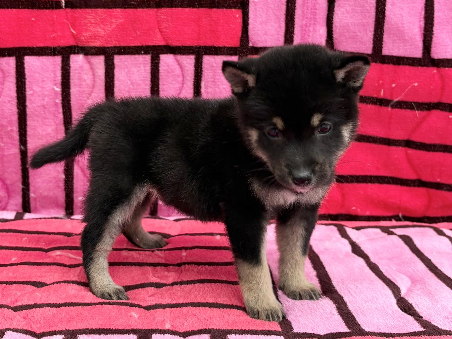 愛知県の豆柴 (ハピースペット春日井アミーゴ店/2025年9月14日生まれ/女の子/黒)の子犬の3枚目の画像