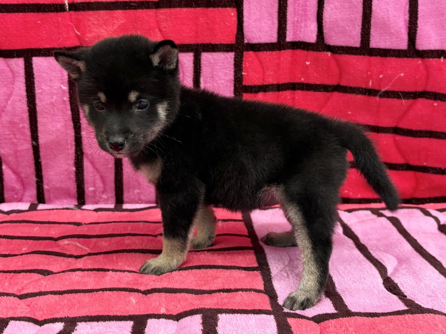 愛知県の豆柴 (ハピースペット春日井アミーゴ店/2025年9月14日生まれ/女の子/黒)の子犬の4枚目の画像