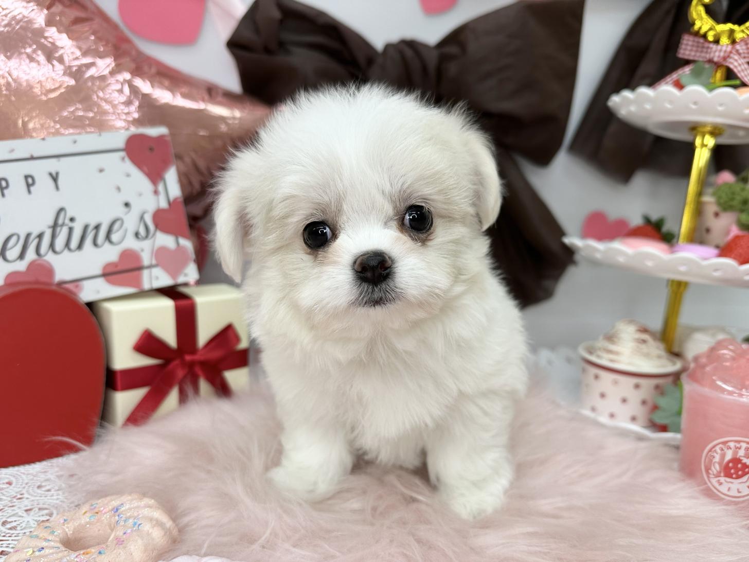 北海道のチワマル/マルチワ(チワワ×マルチーズ) (ラブワンコ カインズ大曲店/2025年12月9日生まれ/女の子/ホワイト＆クリーム系)の子犬
