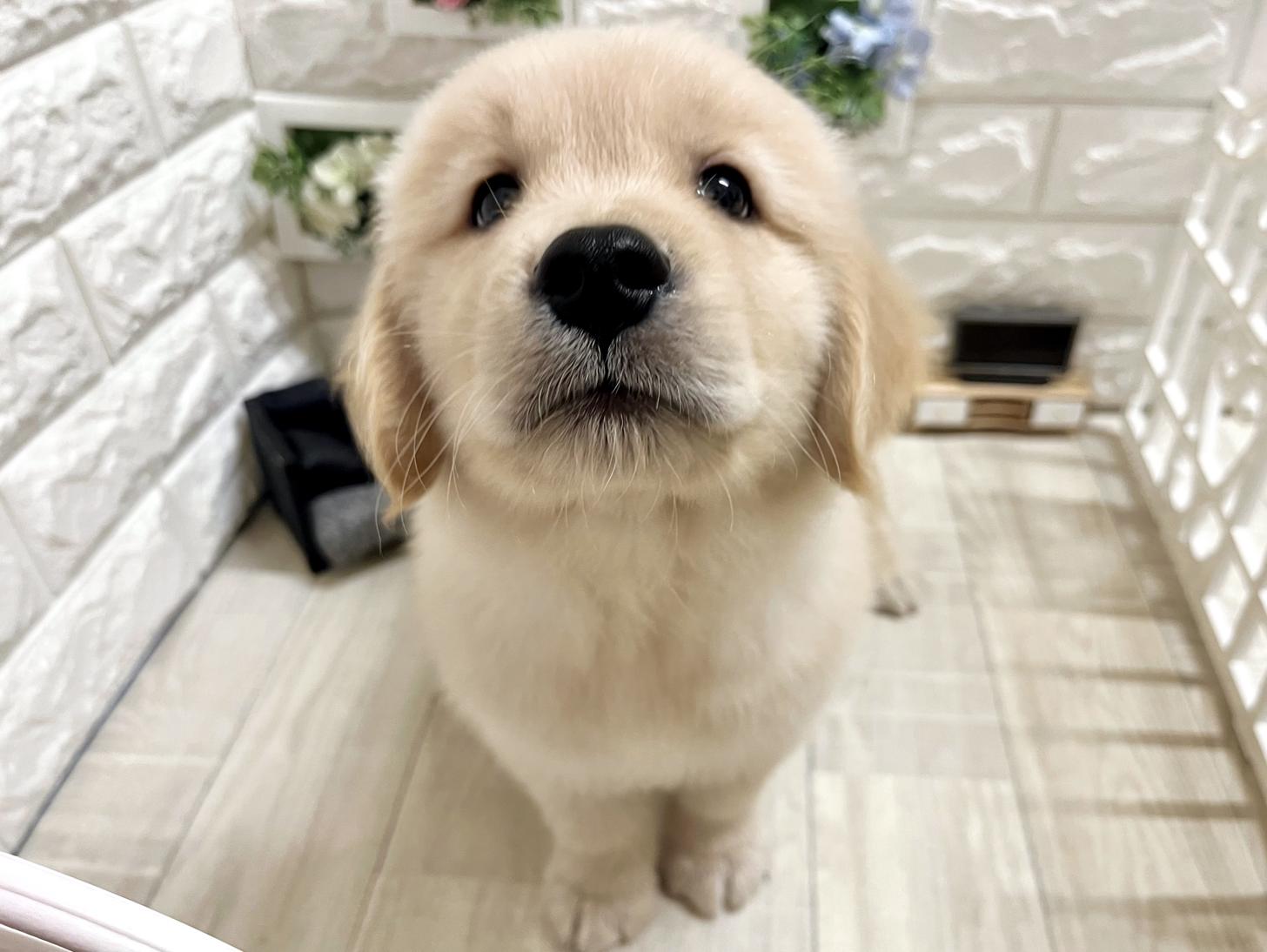 和歌山県のゴールデンレトリバー (DOGMAN和歌山店/2026年4月19日生まれ/男の子/ゴールデン)の子犬の1枚目の画像