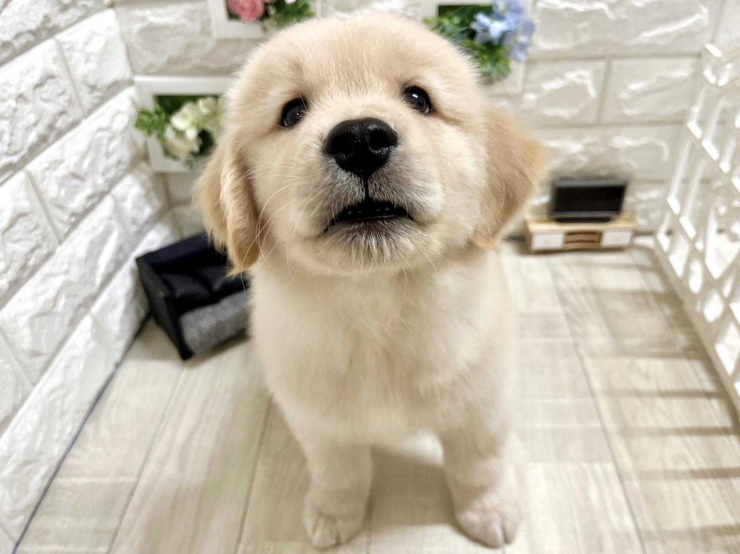 和歌山県のゴールデンレトリバー (DOGMAN和歌山店/2026年4月19日生まれ/男の子/ゴールデン)の子犬の2枚目の画像