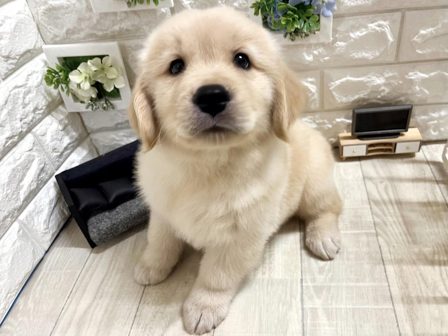 和歌山県のゴールデンレトリバー (DOGMAN和歌山店/2026年4月19日生まれ/男の子/ゴールデン)の子犬の3枚目の画像