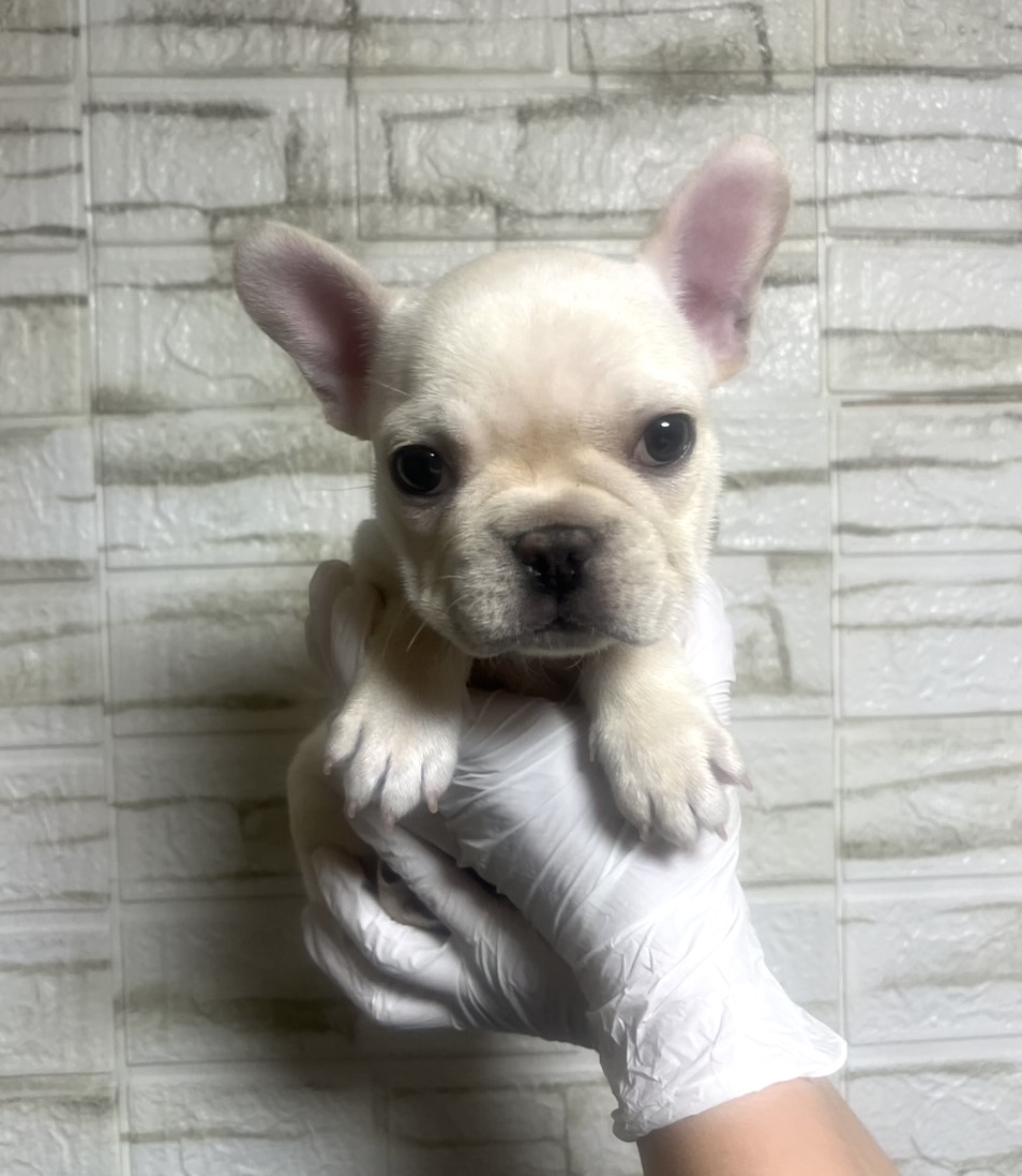 埼玉県のフレンチブルドッグ (ペッツスマイル南中野店/2025年11月27日生まれ/男の子/クリーム)の子犬の1枚目の画像