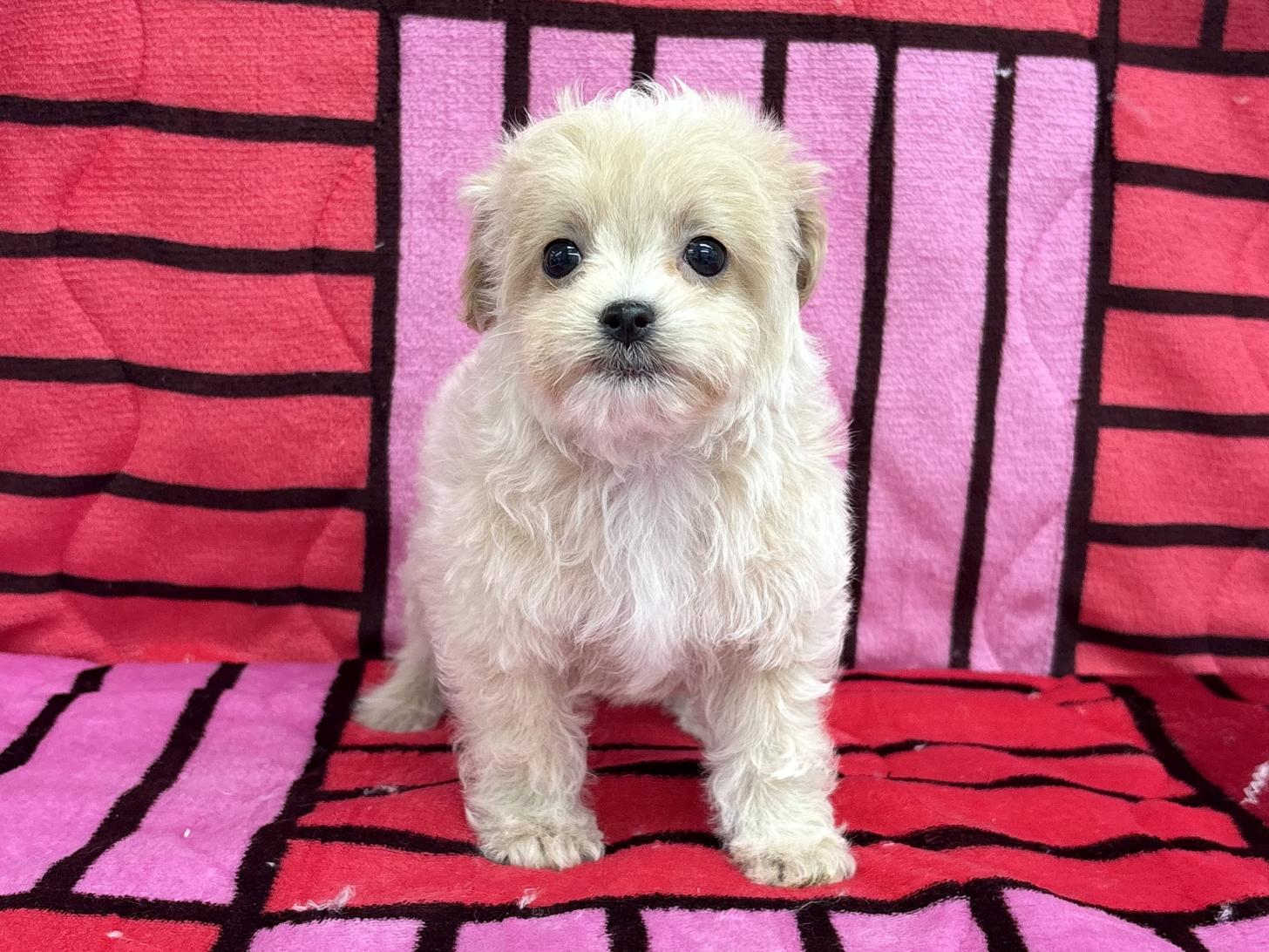 愛知県のチワプー/プーチー(チワワ×プードル) (ハピースペット春日井アミーゴ店/2025年11月25日生まれ/女の子/クリームホワイト)の子犬の1枚目の画像