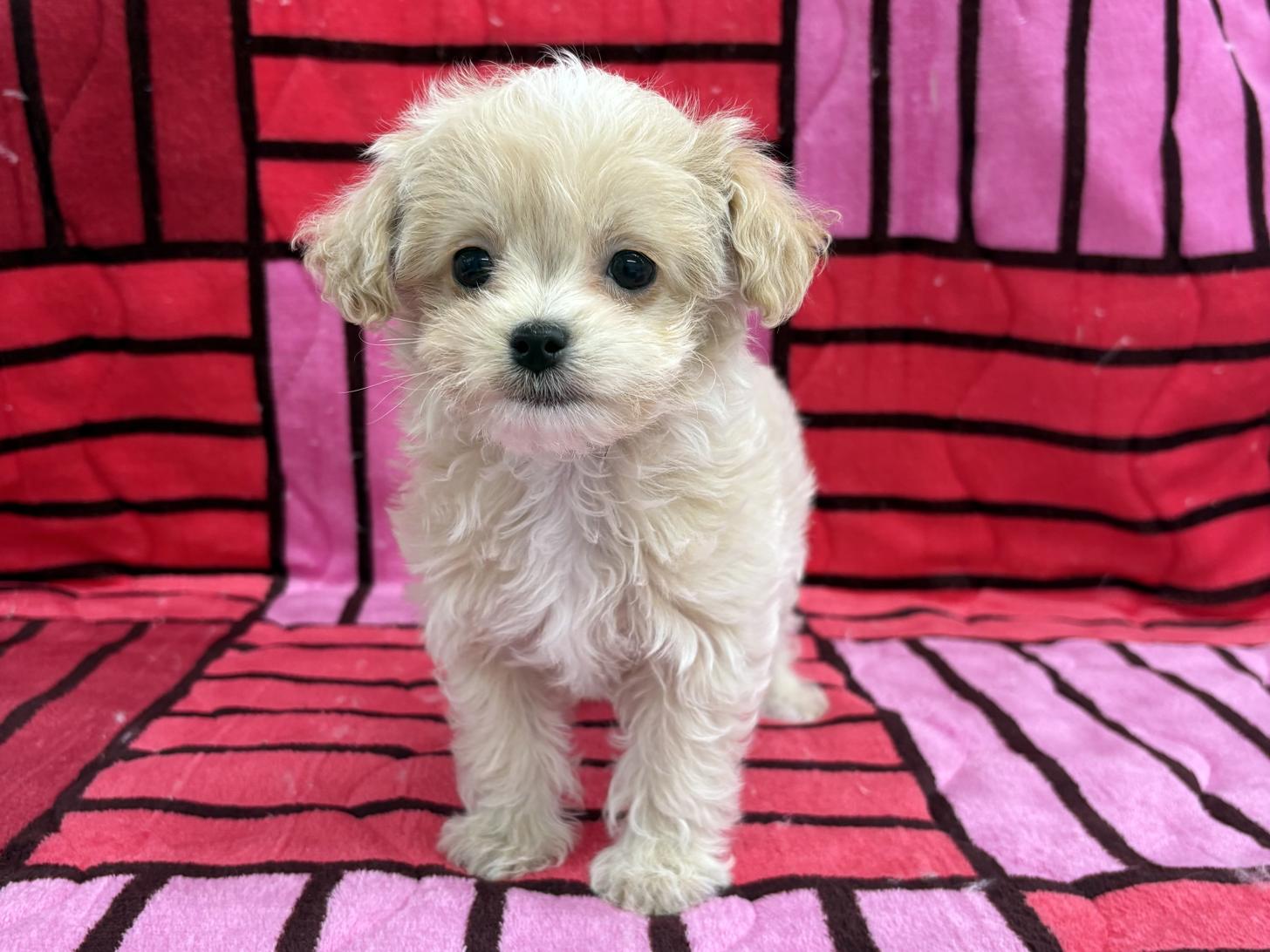 愛知県のチワプー/プーチー(チワワ×プードル) (ハピースペット春日井アミーゴ店/2025年11月25日生まれ/女の子/クリームホワイト)の子犬の1枚目の画像