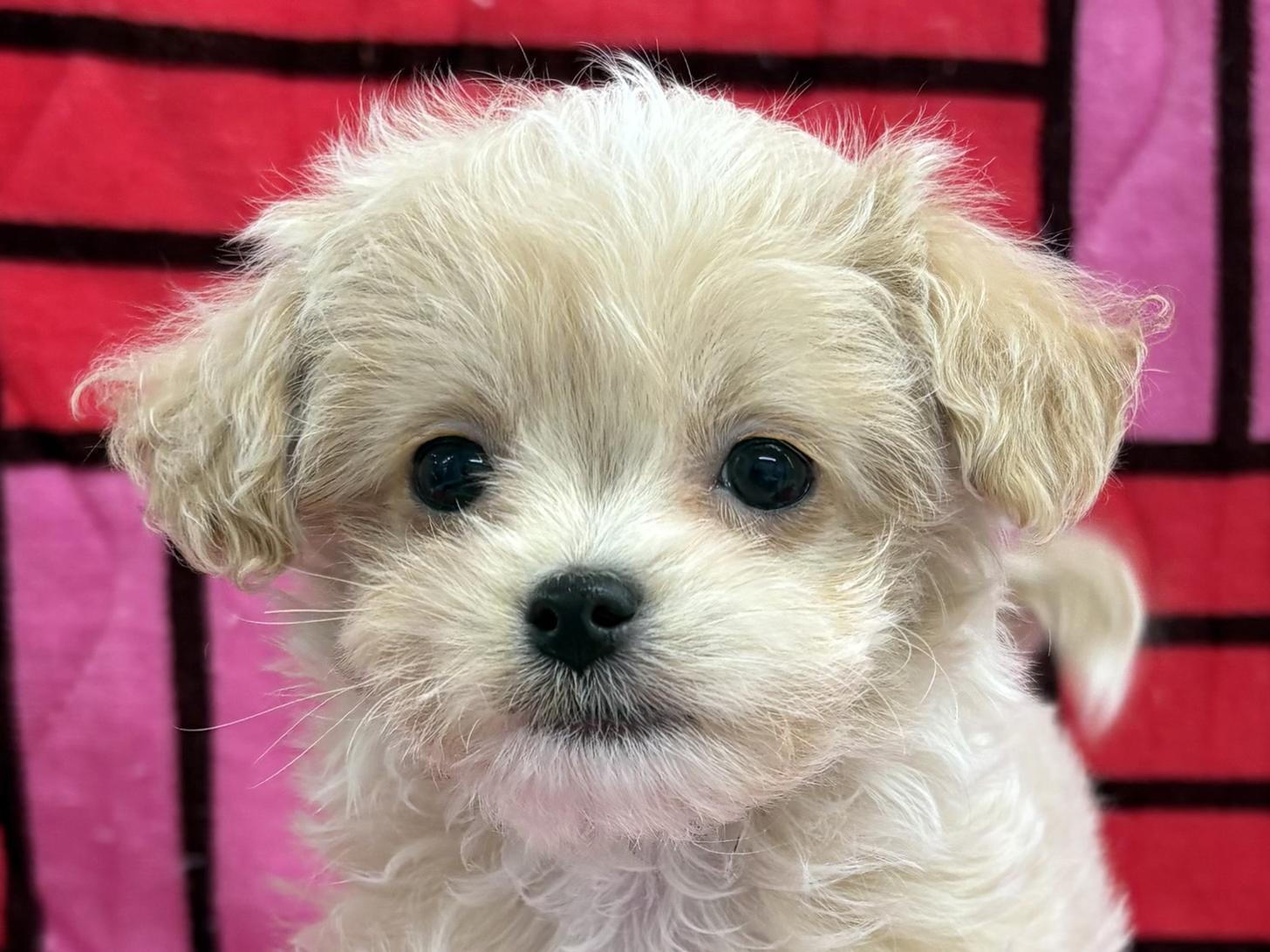 愛知県のチワプー/プーチー(チワワ×プードル) (ハピースペット春日井アミーゴ店/2025年11月25日生まれ/女の子/クリームホワイト)の子犬の2枚目の画像