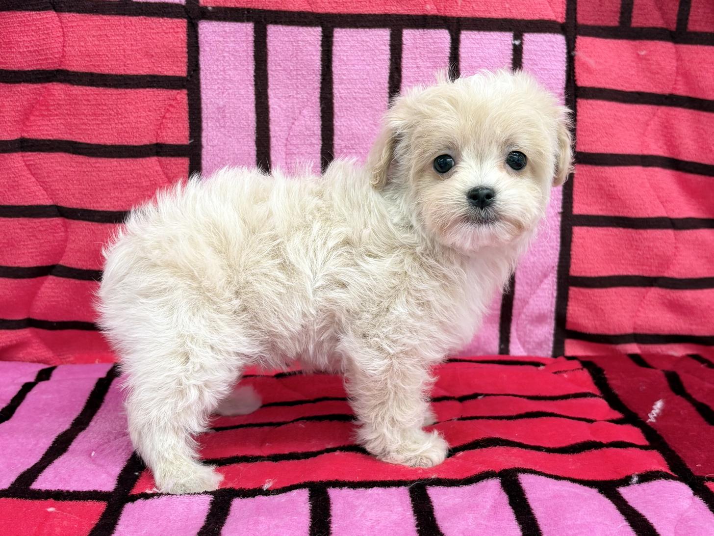 愛知県のチワプー/プーチー(チワワ×プードル) (ハピースペット春日井アミーゴ店/2025年11月25日生まれ/女の子/クリームホワイト)の子犬の3枚目の画像