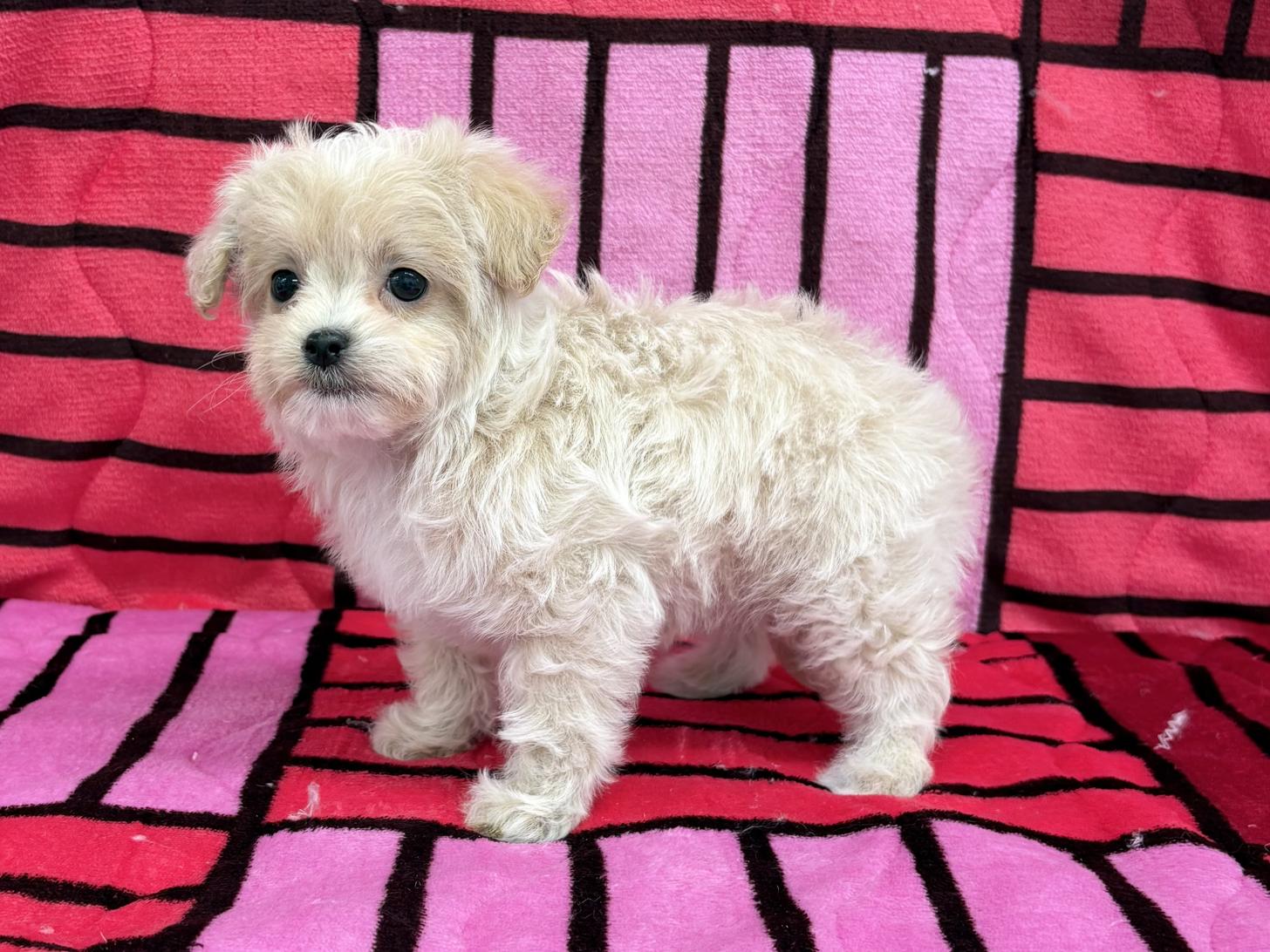 愛知県のチワプー/プーチー(チワワ×プードル) (ハピースペット春日井アミーゴ店/2025年11月25日生まれ/女の子/クリームホワイト)の子犬の4枚目の画像