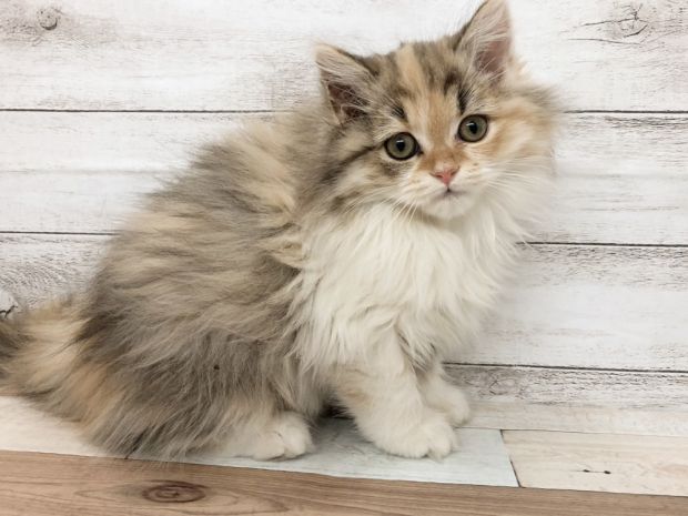 新潟県のマンチカン (竹内ペット 白根店/2025年10月10日生まれ/女の子/ダイリュードキャリコ)の子猫の1枚目の画像