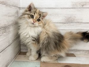 新潟県のマンチカン (竹内ペット 白根店/2025年10月10日生まれ/女の子/ダイリュードキャリコ)の子猫の2枚目の画像