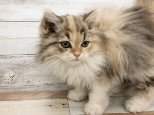 新潟県のマンチカン (竹内ペット 白根店/2025年10月10日生まれ/女の子/ダイリュードキャリコ)の子猫の3枚目の画像