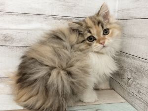 新潟県のマンチカン (竹内ペット 白根店/2025年10月10日生まれ/女の子/ダイリュードキャリコ)の子猫の4枚目の画像