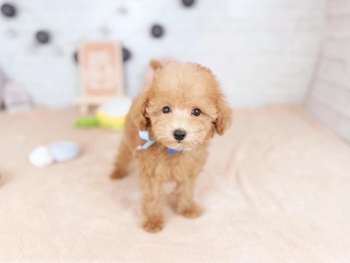 北海道のトイプードル(トイ) (ペットショップだんぼ/2025年11月5日生まれ/男の子/レッド)の子犬の1枚目の画像