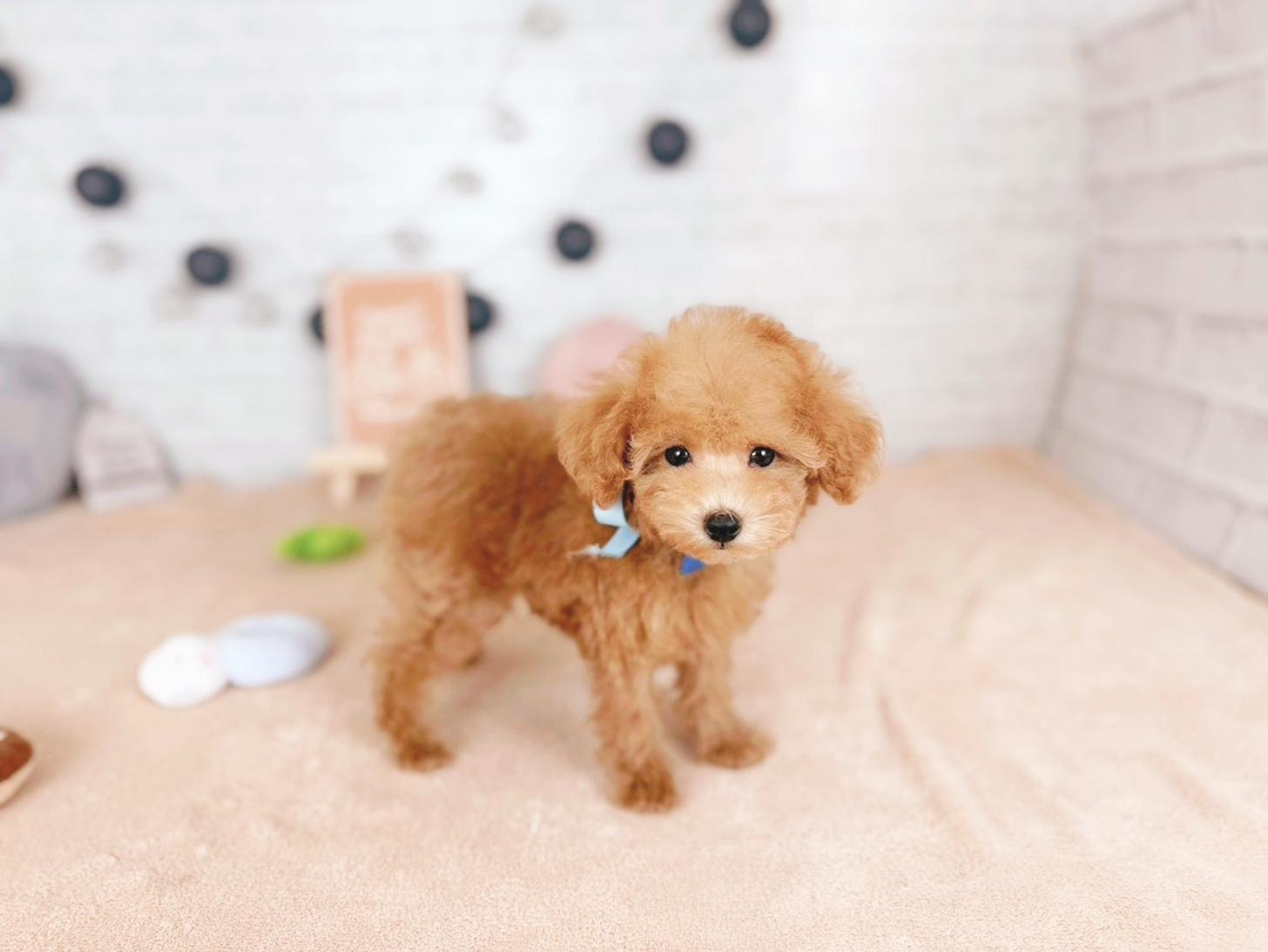 北海道のトイプードル(トイ) (ペットショップだんぼ/2025年11月5日生まれ/男の子/レッド)の子犬の2枚目の画像