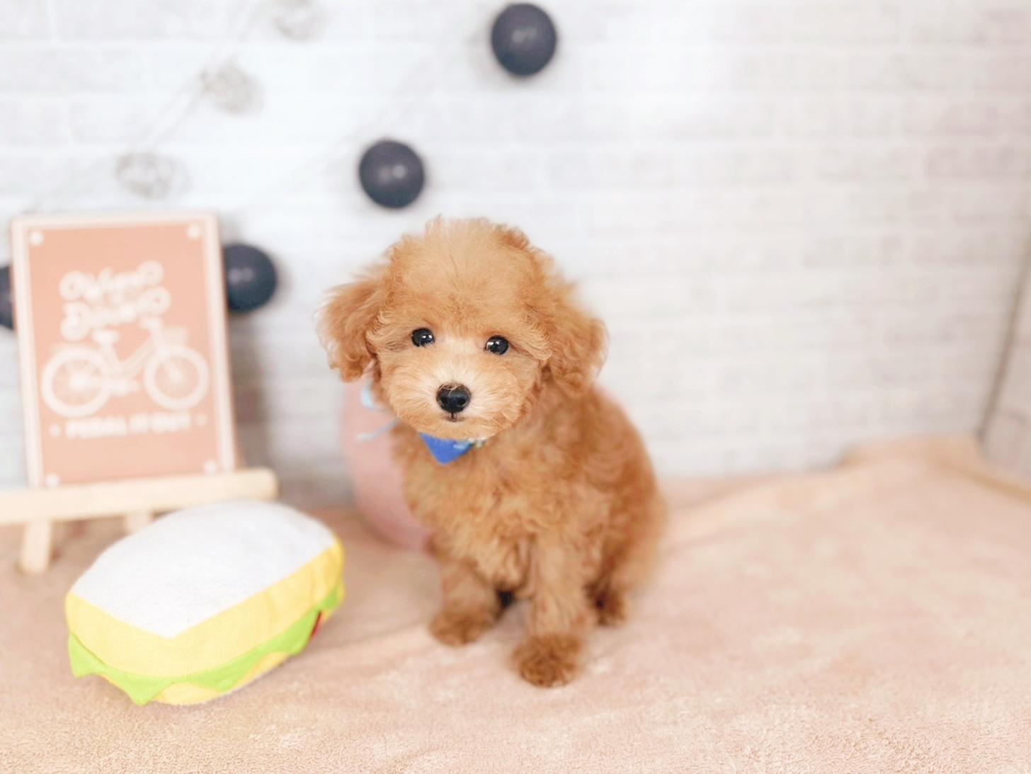 北海道のトイプードル(トイ) (ペットショップだんぼ/2025年11月5日生まれ/男の子/レッド)の子犬の3枚目の画像