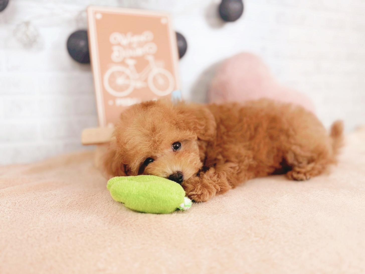 北海道のトイプードル(トイ) (ペットショップだんぼ/2025年11月5日生まれ/男の子/レッド)の子犬の4枚目の画像