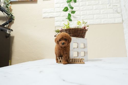 滋賀県のトイプードル(トイ) (いっぷく湖南店/2026年1月14日生まれ/女の子/レッドフォーン)の子犬の1枚目の画像