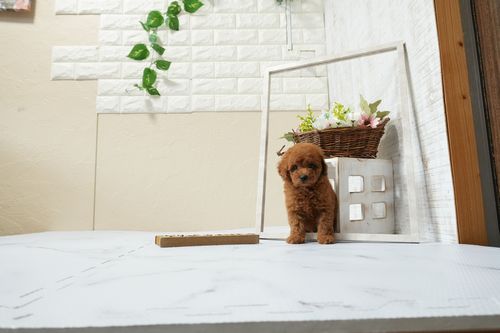 滋賀県のトイプードル(トイ) (いっぷく湖南店/2026年1月14日生まれ/女の子/レッドフォーン)の子犬の3枚目の画像