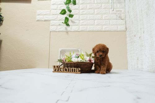 滋賀県のトイプードル(トイ) (いっぷく湖南店/2026年1月14日生まれ/女の子/レッドフォーン)の子犬の4枚目の画像